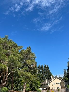 Scenic Outdoor View with Blue Sky and Green Trees